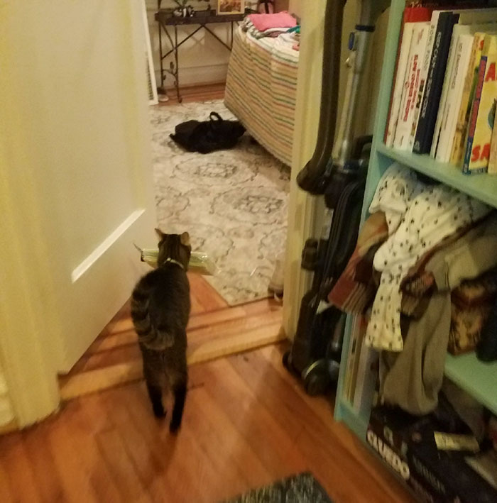 Boyfriend Doesn't Believe His GF Who Blames Cat For Missing Kitchen Objects, So She Decided To Catch Everything On Cam Boyfriend Doesn't Believe His GF Who Blames Cat For Missing Kitchen Objects, So She Decided To Catch Everything On Cam