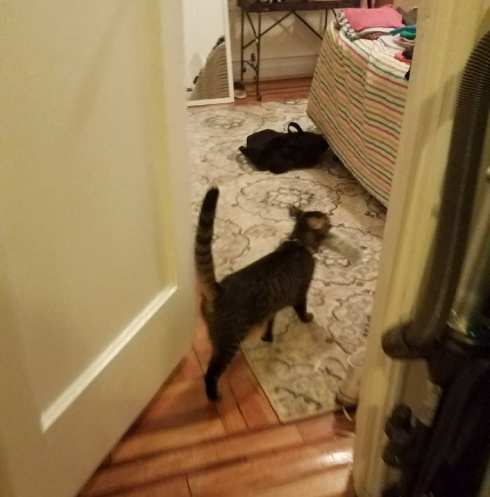 Boyfriend Doesn't Believe His GF Who Blames Cat For Missing Kitchen Objects, So She Decided To Catch Everything On Cam Boyfriend Doesn't Believe His GF Who Blames Cat For Missing Kitchen Objects, So She Decided To Catch Everything On Cam