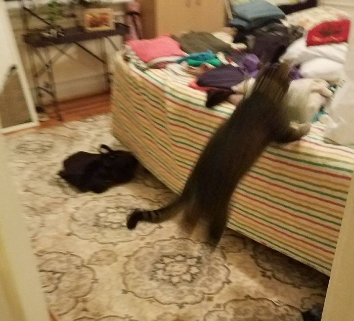 Boyfriend Doesn't Believe His GF Who Blames Cat For Missing Kitchen Objects, So She Decided To Catch Everything On Cam Boyfriend Doesn't Believe His GF Who Blames Cat For Missing Kitchen Objects, So She Decided To Catch Everything On Cam