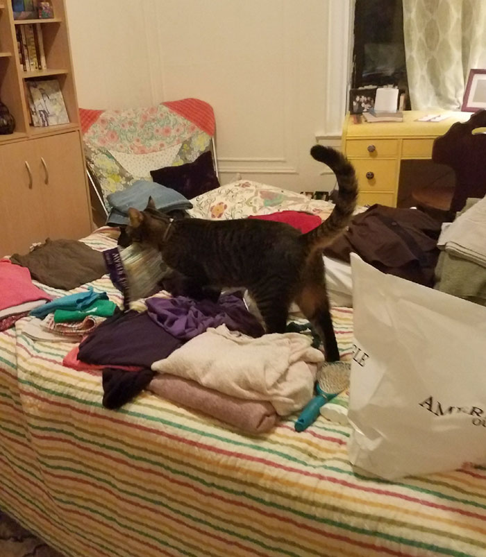 Boyfriend Doesn't Believe His GF Who Blames Cat For Missing Kitchen Objects, So She Decided To Catch Everything On Cam Boyfriend Doesn't Believe His GF Who Blames Cat For Missing Kitchen Objects, So She Decided To Catch Everything On Cam