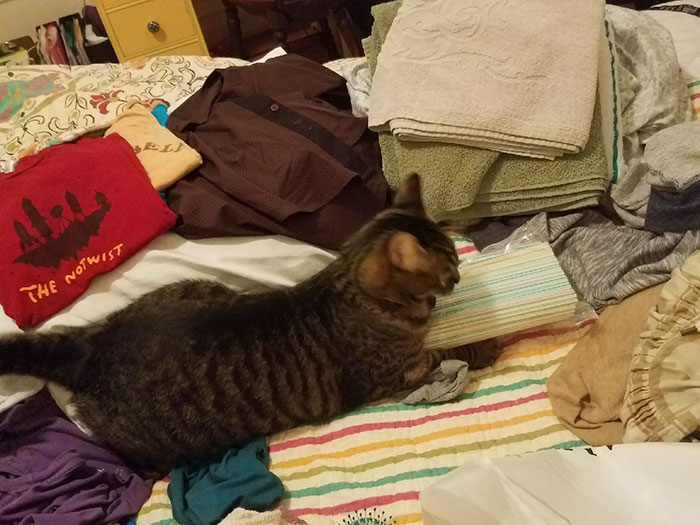 Boyfriend Doesn't Believe His GF Who Blames Cat For Missing Kitchen Objects, So She Decided To Catch Everything On Cam Boyfriend Doesn't Believe His GF Who Blames Cat For Missing Kitchen Objects, So She Decided To Catch Everything On Cam