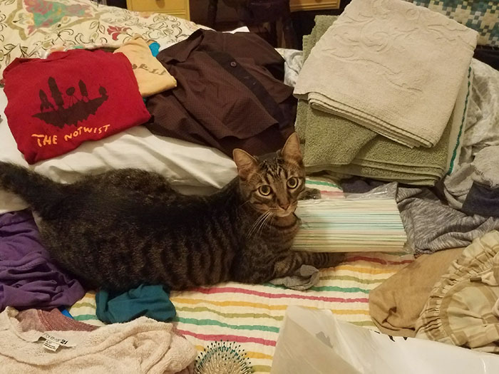 Boyfriend Doesn't Believe His GF Who Blames Cat For Missing Kitchen Objects, So She Decided To Catch Everything On Cam Boyfriend Doesn't Believe His GF Who Blames Cat For Missing Kitchen Objects, So She Decided To Catch Everything On Cam