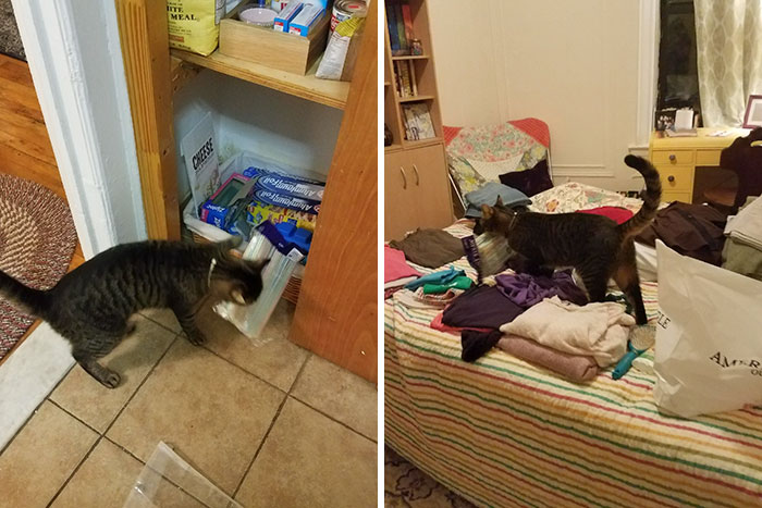 No creía a su novia cuando le decía que el gato robaba objetos de la cocina, así que decidió tener la cámara preparada