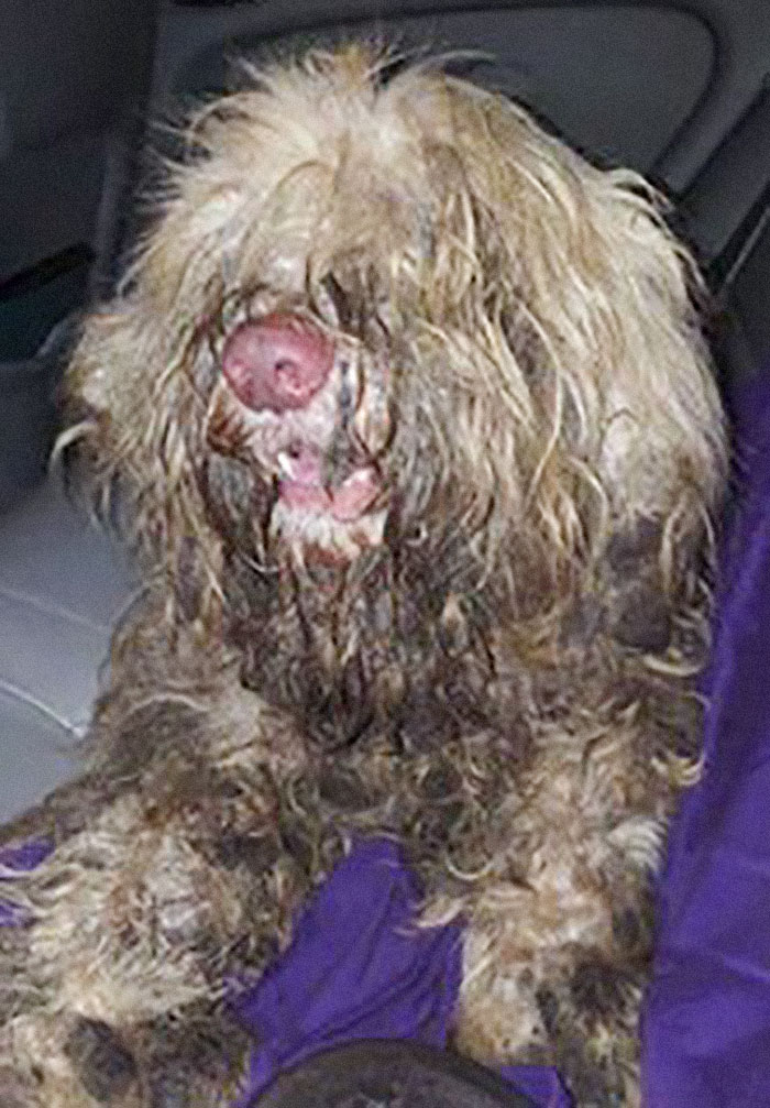 Dog Groomer Opens Shop In Middle Of Night To Give Stray Dog Haircut, Finds Real Beauty Beneath Matted Fur Dog Groomer Opens Shop In Middle Of Night To Give Stray Dog Haircut, Finds Real Beauty Beneath Matted Fur