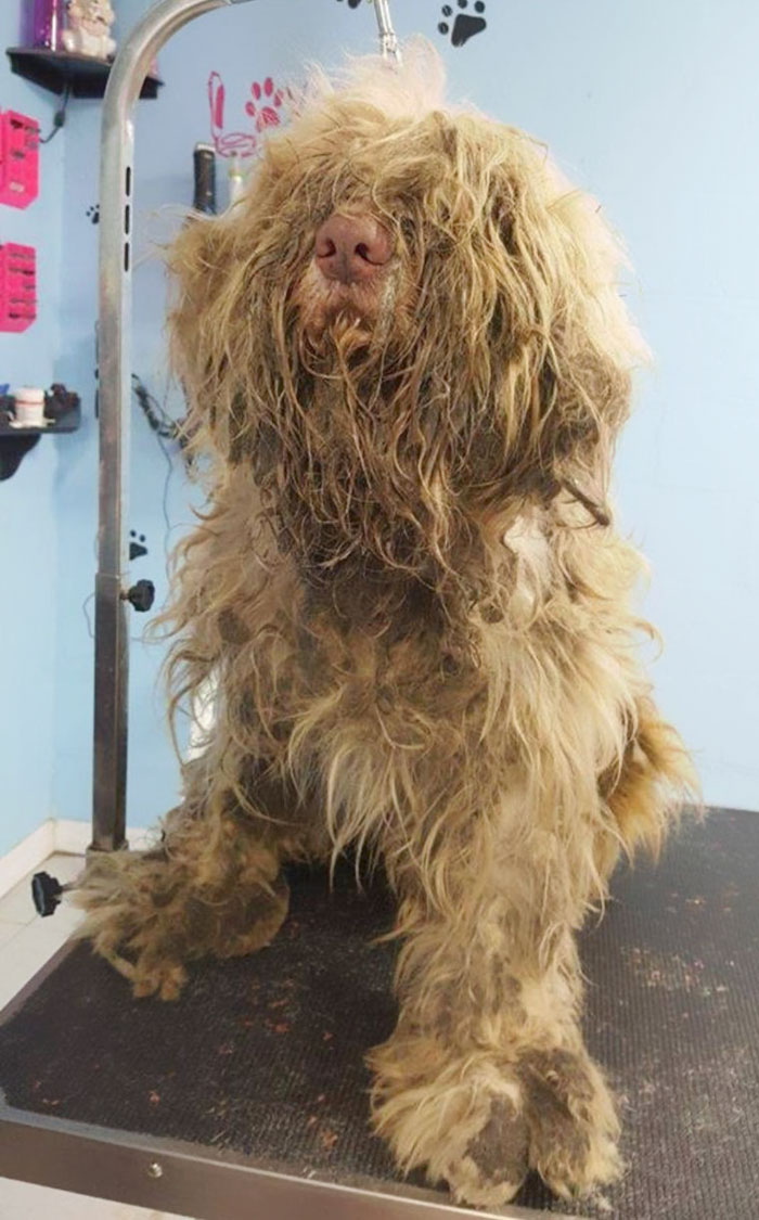 Dog Groomer Opens Shop In Middle Of Night To Give Stray Dog Haircut, Finds Real Beauty Beneath Matted Fur Dog Groomer Opens Shop In Middle Of Night To Give Stray Dog Haircut, Finds Real Beauty Beneath Matted Fur