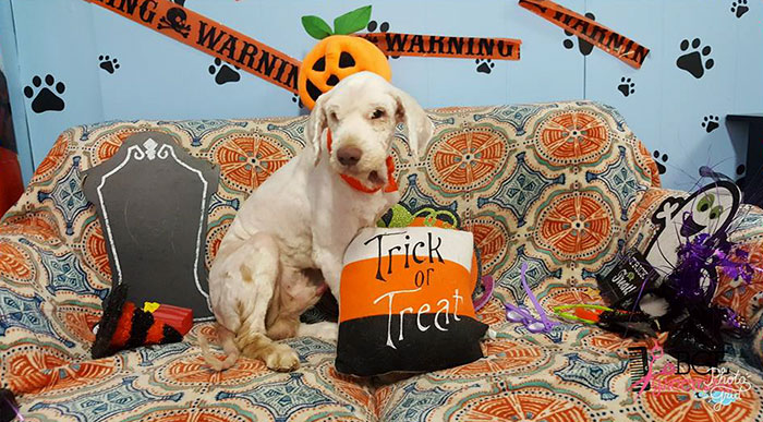 Dog Groomer Opens Shop In Middle Of Night To Give Stray Dog Haircut, Finds Real Beauty Beneath Matted Fur Dog Groomer Opens Shop In Middle Of Night To Give Stray Dog Haircut, Finds Real Beauty Beneath Matted Fur