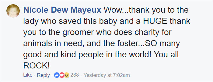 Dog Groomer Opens Shop In Middle Of Night To Give Stray Dog Haircut, Finds Real Beauty Beneath Matted Fur