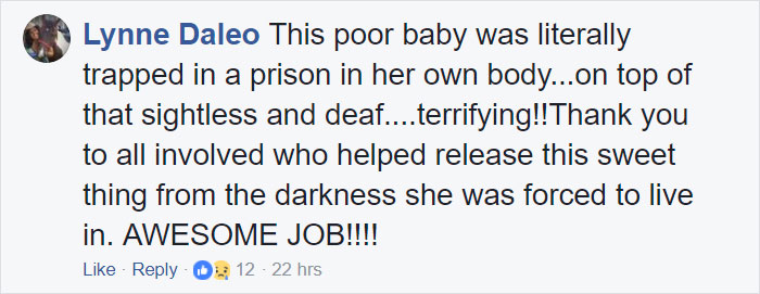 Dog Groomer Opens Shop In Middle Of Night To Give Stray Dog Haircut, Finds Real Beauty Beneath Matted Fur