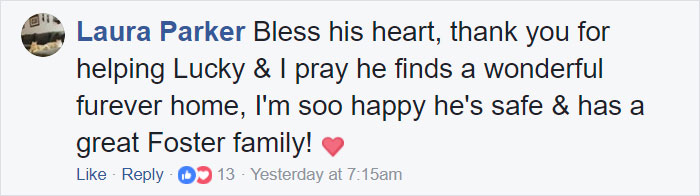 Dog Groomer Opens Shop In Middle Of Night To Give Stray Dog Haircut, Finds Real Beauty Beneath Matted Fur