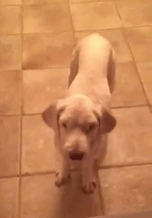 Dog Groomer Opens Shop In Middle Of Night To Give Stray Dog Haircut, Finds Real Beauty Beneath Matted Fur Dog Groomer Opens Shop In Middle Of Night To Give Stray Dog Haircut, Finds Real Beauty Beneath Matted Fur