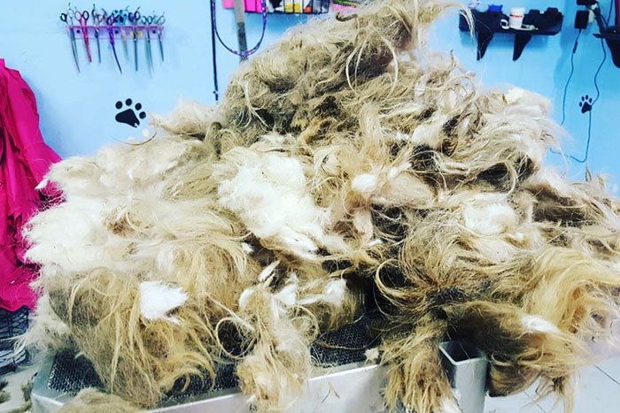 Dog Groomer Opens Shop In Middle Of Night To Give Stray Dog Haircut, Finds Real Beauty Beneath Matted Fur Dog Groomer Opens Shop In Middle Of Night To Give Stray Dog Haircut, Finds Real Beauty Beneath Matted Fur