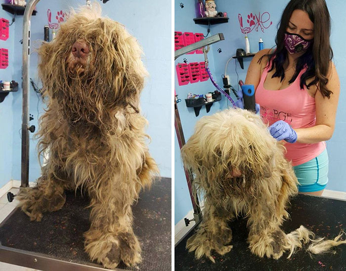 Esta peluquera de mascotas abrió su tienda en mitad de la noche para arreglar a un perro callejero, y el cambio es increíble