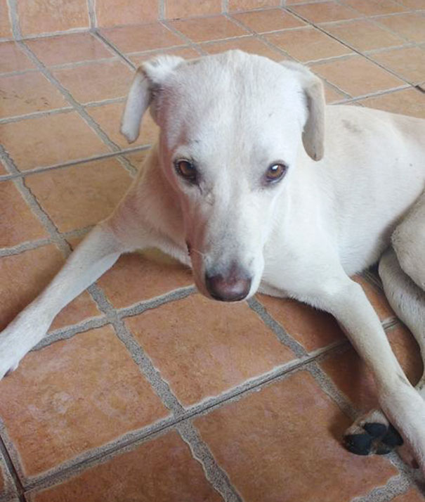 Guy’s Reaction To Stray Dog Peeing On His Back Enrages The Internet, But Things Take Unexpected Turn Guy’s Reaction To Stray Dog Peeing On His Back Enrages The Internet, But Things Take Unexpected Turn