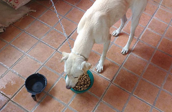 Guy’s Reaction To Stray Dog Peeing On His Back Enrages The Internet, But Things Take Unexpected Turn Guy’s Reaction To Stray Dog Peeing On His Back Enrages The Internet, But Things Take Unexpected Turn