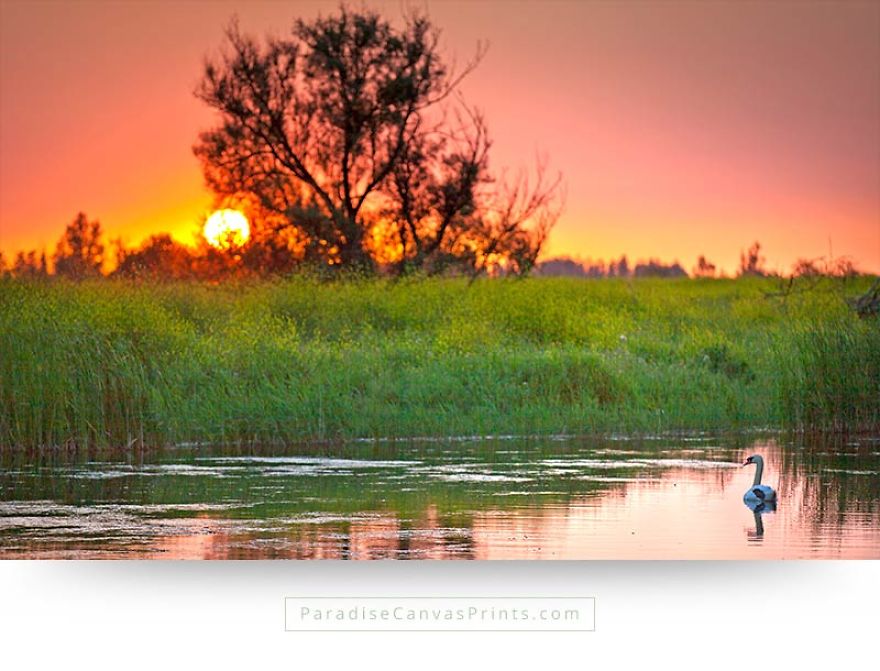 I Never Knew A Swan Could Be So Beautiful... I Never Knew A Swan Could Be So Beautiful...