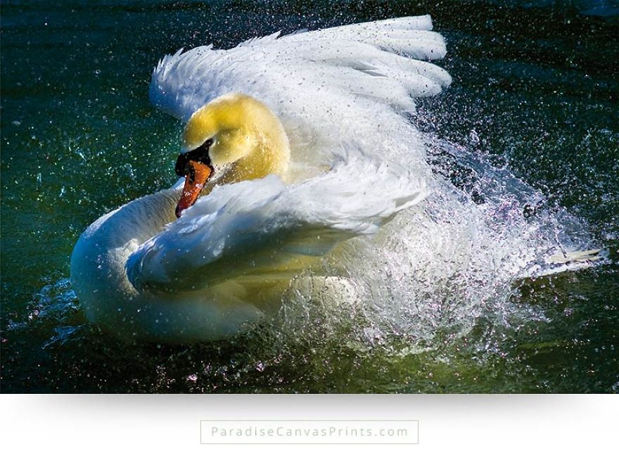 I Never Knew A Swan Could Be So Beautiful... I Never Knew A Swan Could Be So Beautiful...