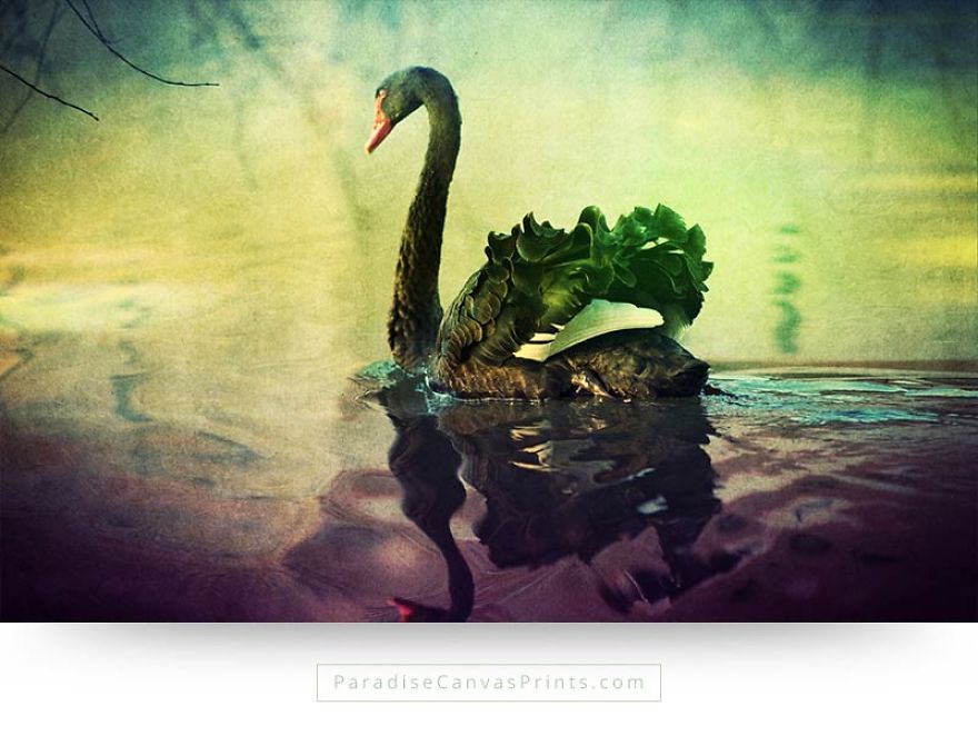 I Never Knew A Swan Could Be So Beautiful... I Never Knew A Swan Could Be So Beautiful...