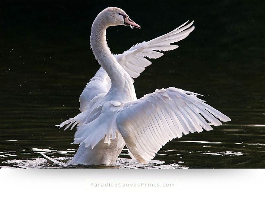 I Never Knew A Swan Could Be So Beautiful... I Never Knew A Swan Could Be So Beautiful...