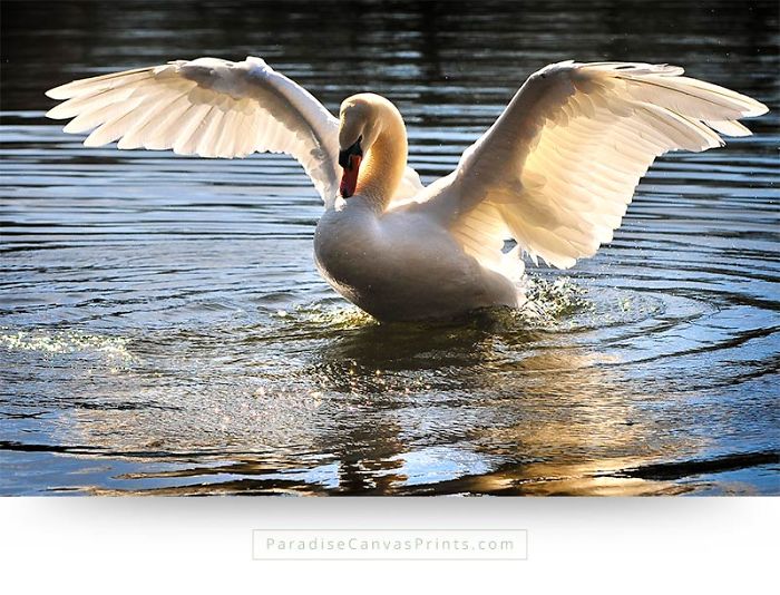 I Never Knew A Swan Could Be So Beautiful…