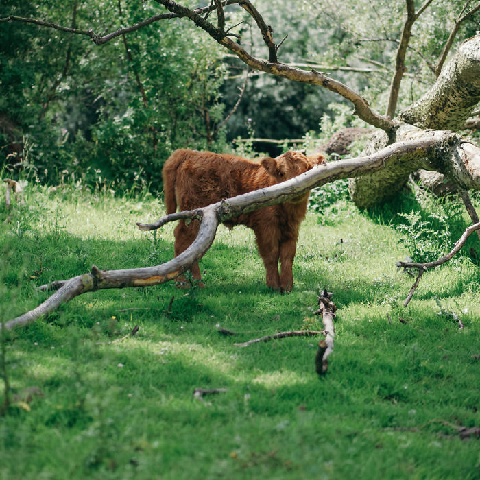 Cute-Baby-Highland-Cattle-Calves