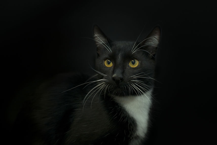 I Photographed Black Cats For Halloween I Photographed Black Cats For Halloween