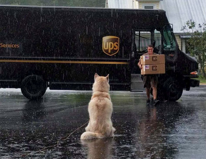 Resulta que los conductores de UPS tienen un grupo de Facebook con los perros que se encuentran en ruta, y te alegrará el día