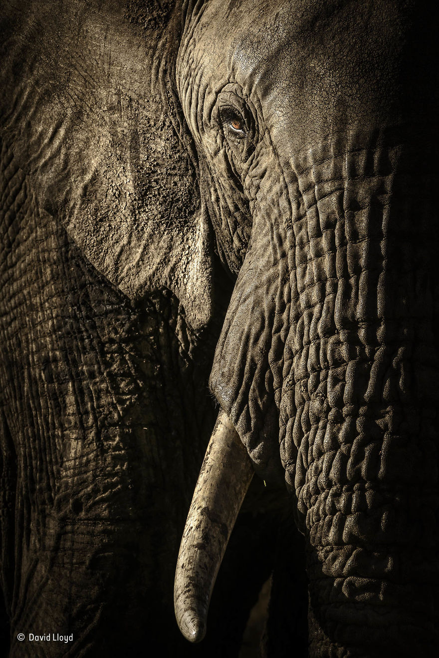 'The Power Of The Matriarch' By David Lloyd, New Zealand/UK, Animal Portraits Finalist