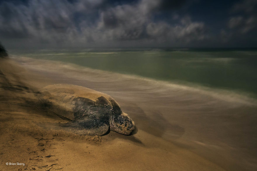 'The Ancient Ritual' By Brian Skerry, USA, Behaviour: Amphibians And Reptiles Winner