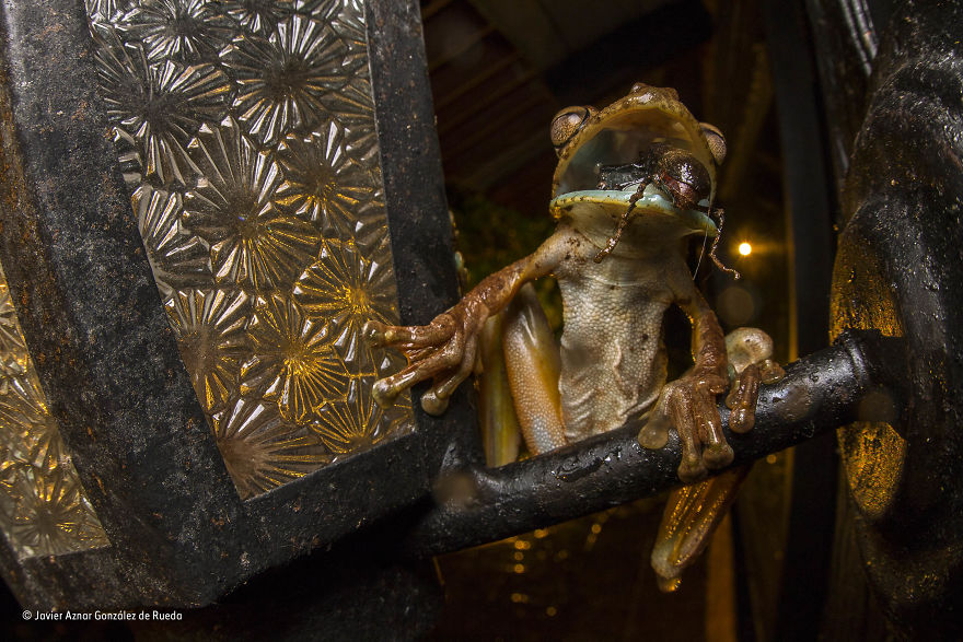 'The Gladiator Versus The Beetle' By Javier Aznar González De Rueda, Spain, Behaviour: Amphibians And Reptiles Finalist