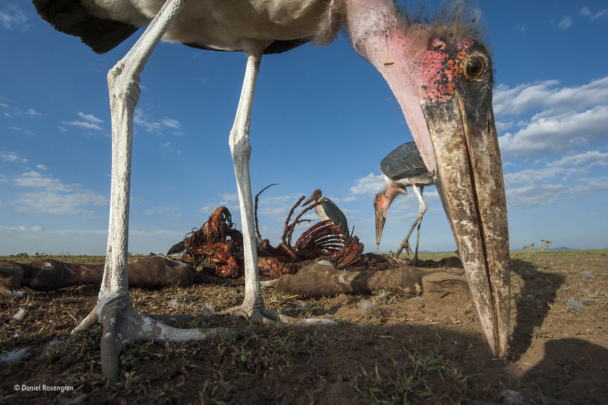 'Picky Eaters' By Daniel Rosengren, Sweden, Behaviour: Birds Finalist