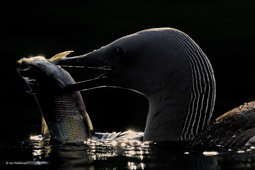 'Breakfast At Dawn' By Jari Heikkinen, Finland, Behaviour: Birds Finalist