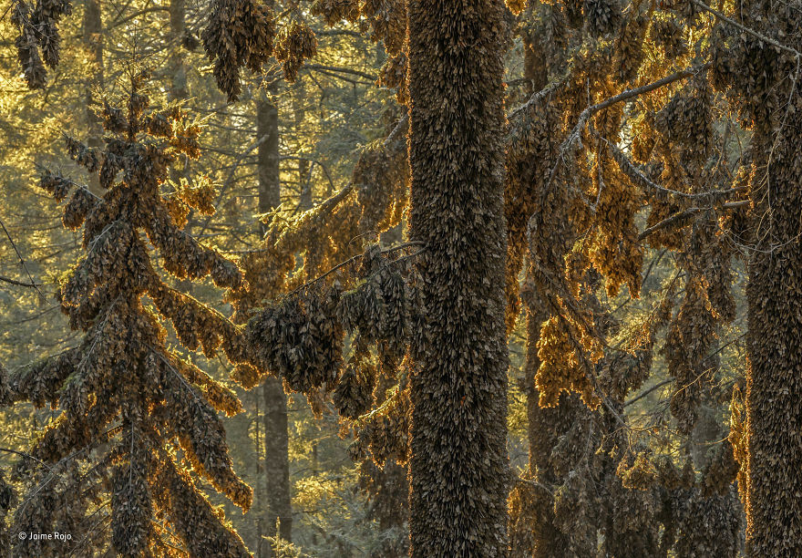 'A Magnificence Of Monarchs' By Jaime Rojo, Spain, Animals In Their Environment Finalist