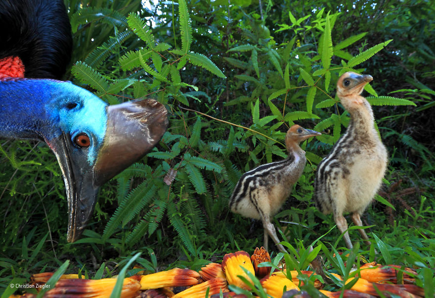 'Father Knows Best' By Christian Ziegler, Germany, Behaviour: Birds Finalist