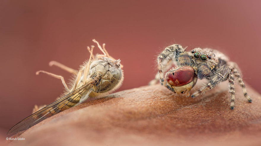'Head Hunter' By Kutub Uddin, Bangladesh/UK, Behaviour: Invertebrates Finalist