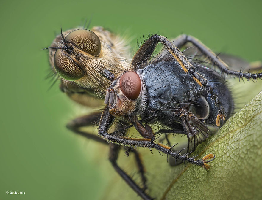 'Fly Killer' By Kutub Uddin, Bangladesh/UK, Behaviour: Invertebrates Finalist