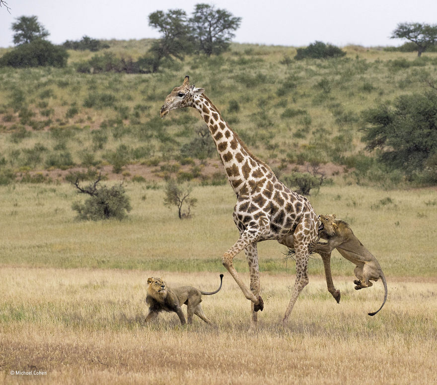 'Lions’ Long Shot' By Michael Cohen, USA, Behaviour: Mammals Finalist