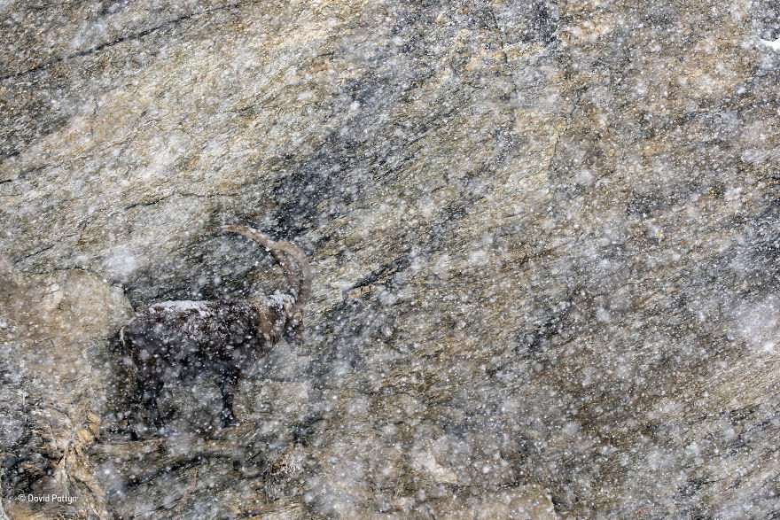 'Sheer Endurance' By David Pattyn, Belgium, Animals In Their Environment Finalist