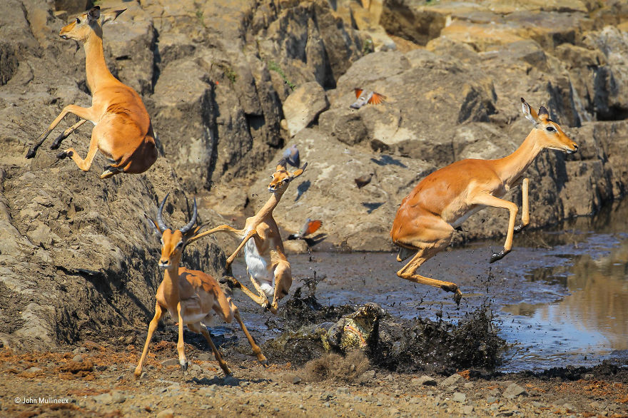'Spring Release' By John Mullineux, South Africa, Behaviour: Mammals Finalist