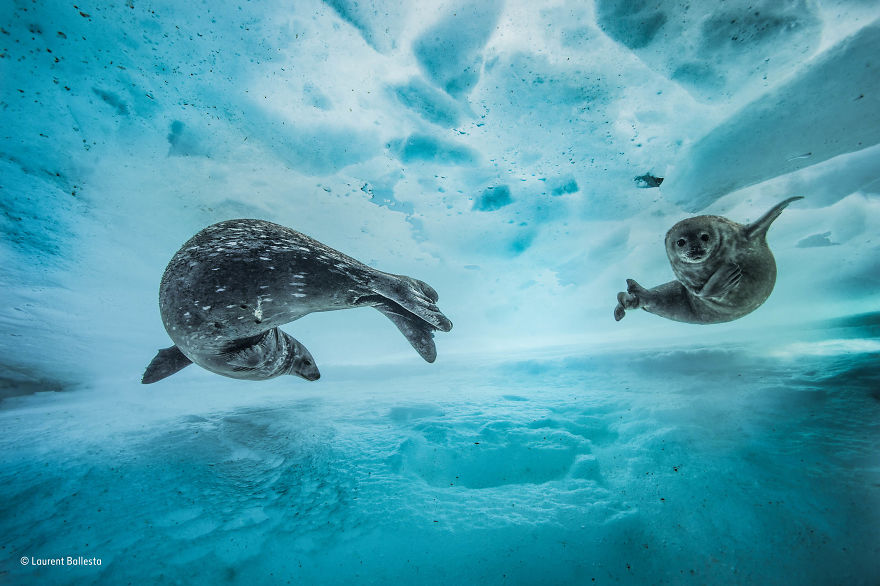 'Swim Gym' By Laurent Ballesta, France, Behaviour: Mammals Finalist