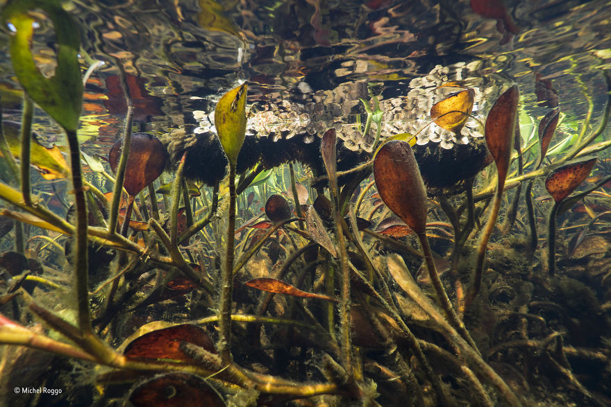 'Freshwater Eden' By Michel Roggo, Switzerland, Plants And Fungi Finalist