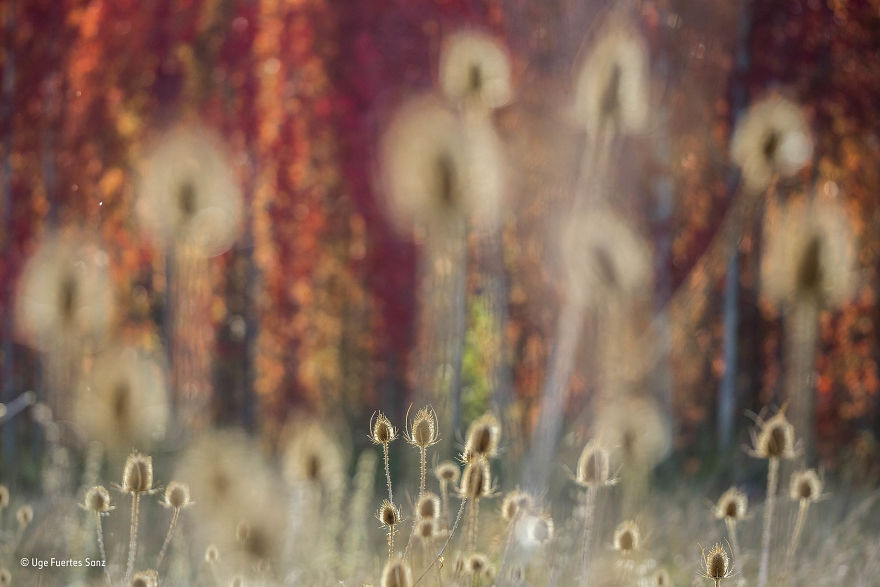 'Layers Of Autumn' By Uge Fuertes Sanz, Spain, Plants And Fungi Finalist