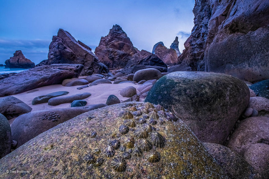 'Limpet Exposure' By Theo Bosboom, The Netherlands, Animals In Their Environment Finalist