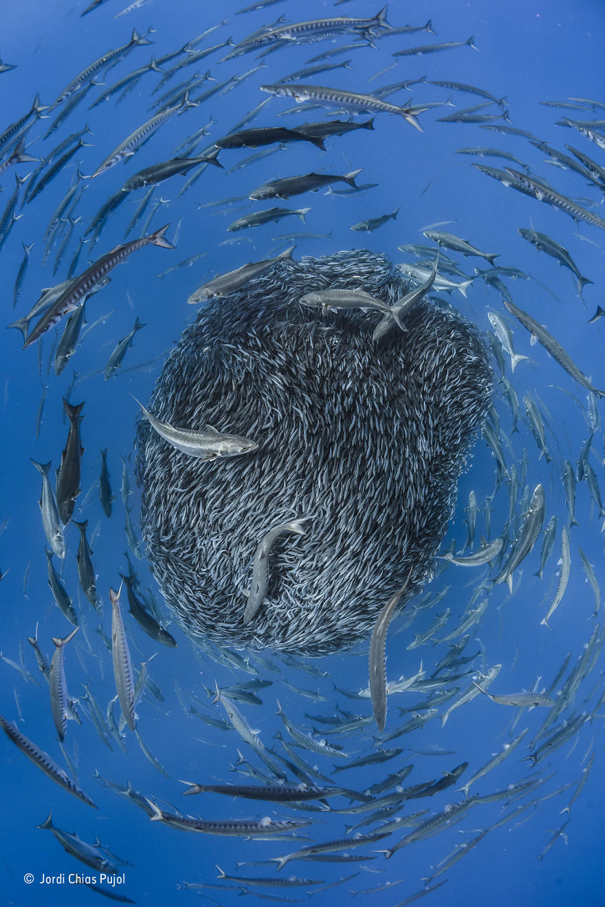 'Circle Of Life' By Jordi Chias Pujol, Spain, Under Water Finalist