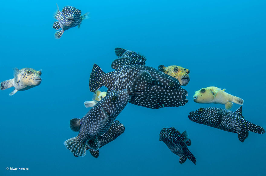 'Rough Love' By Edwar Herreno, Colombia/Costa Rica, Under Water Finalist