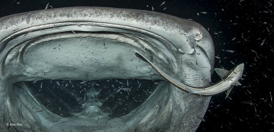 'Big Sucker, Little Sucker' By Alex Sher, USA, Under Water Finalist