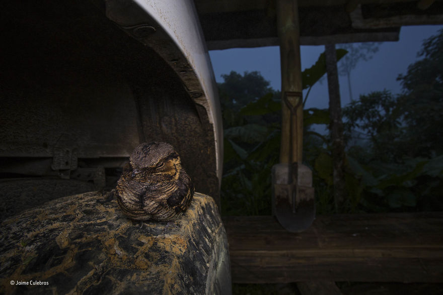 'The Tyre Nightjar' By Jaime Culebras, Spain, Urban Wildlife Finalist