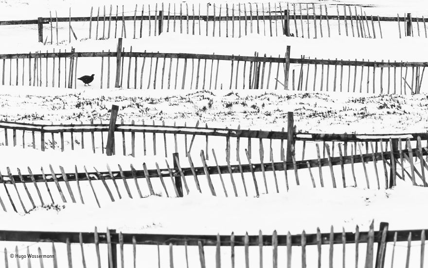 'Off Piste' By Hugo Wassermann, Italy, Urban Wildlife Finalist