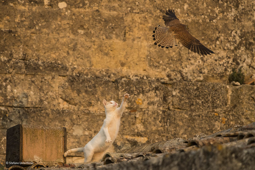 'Cat Attack' By Stefano Unterthiner, Italy, Urban Wildlife Finalist