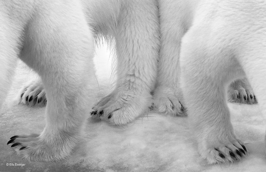 'Polar Pas De Deux' By Eilo Elvinger, Luxembourg, Black And White Winner
