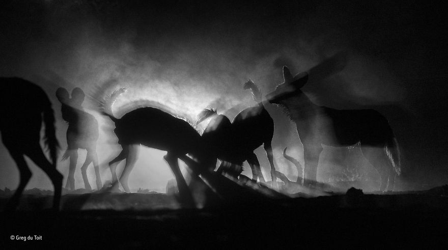 'Dog’s Dinner' By Greg Du Toit, South Africa, Black And White Finalist